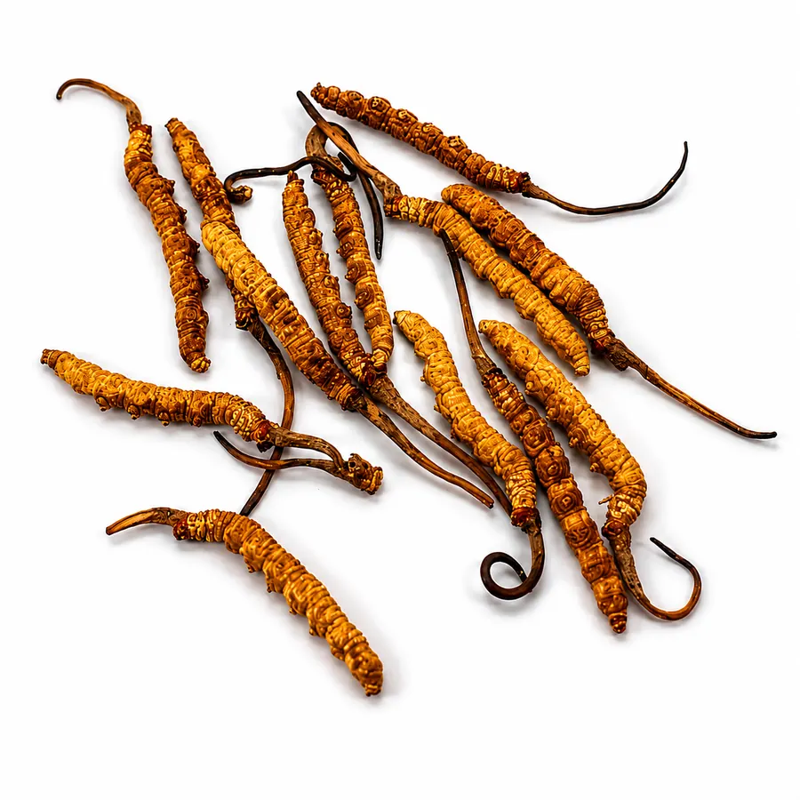 Cordyceps Nepal
