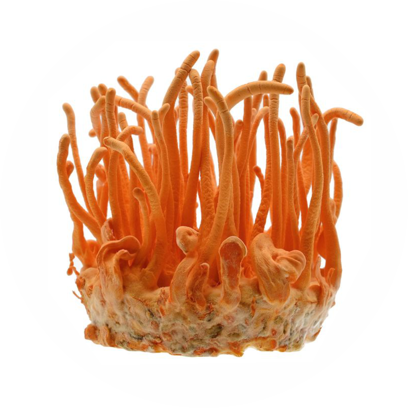 Wholesale Cordyceps logo